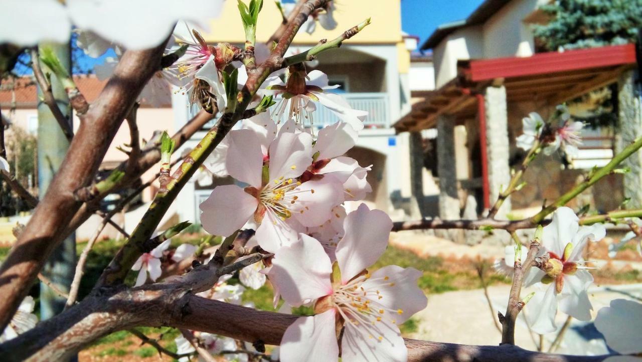 Apartmani Mala Sirena Maslenica Exterior foto